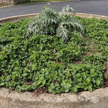 Prázdninový dům Maison Chaleureuse En Normandie Avec Jardin Arbore - Fr-1-497-143